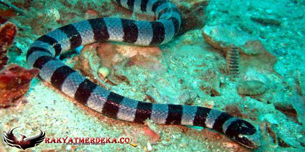 Ular Laut / Sea Snake