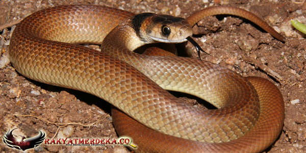 Ular Cokelat Timur / Eastern Brown Snake