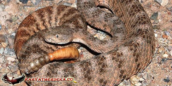 Ular Derik Harimau / Tiger Rattlesnake