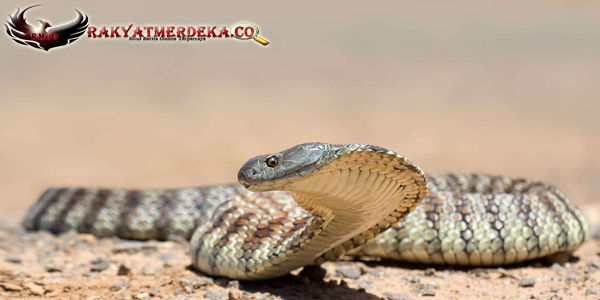 Ular Harimau / Tiger Snake