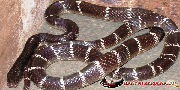 Ular Krait / Common Krait Snake