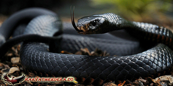 Ular Mamba Hitam / Black Mamba Snake