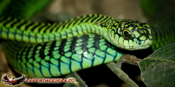 Ular Pohon / Boomslang Snake