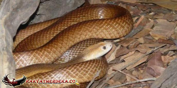 Ular Taipan / Taipan Snake