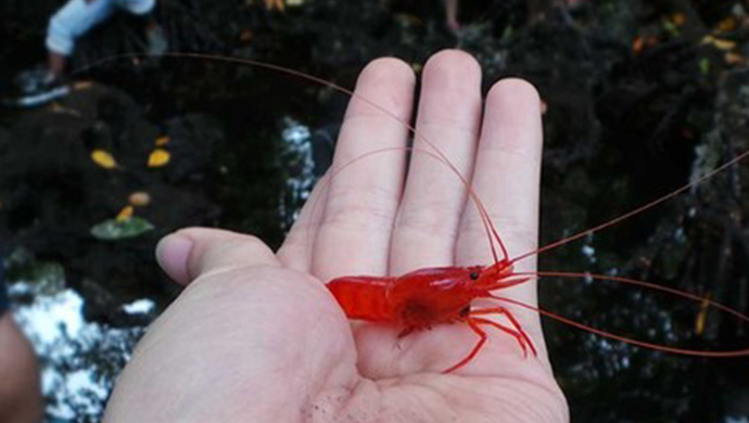 udang merah keramat di sulawesi tenggara