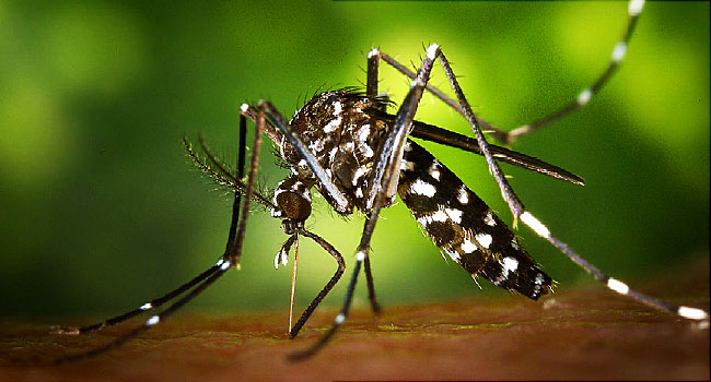 Peneliti Brazil : Jejak Virus Zika dalam Nyamuk Culex Liar
