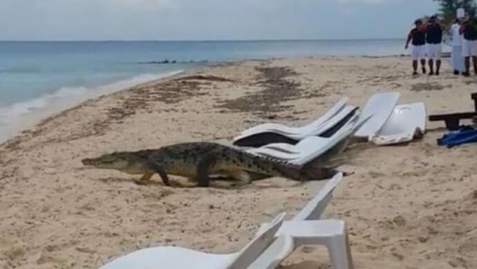 Turis Yang Berjemur Di Pantai Meksiko Geger Kemunculan Buaya