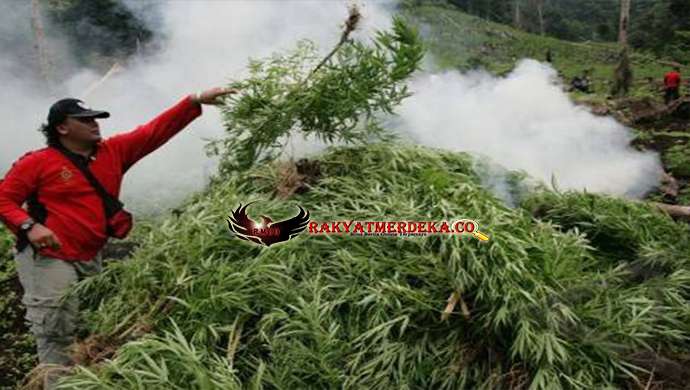 Seluas 15 Hektar Kebun Ganja Berhasil Ditemukan Di Aceh