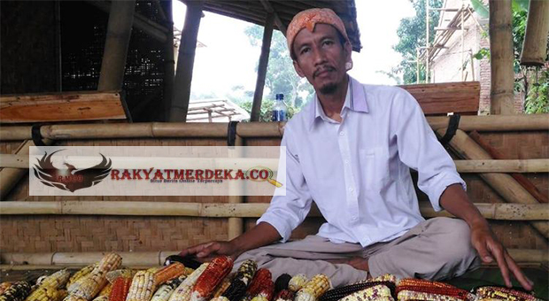 Budidaya Jagung Warna Warni