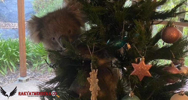 Kaget Saat Masuk Rumah, Wanita Ini Lihat Koala Nangkring di Pohon Natal