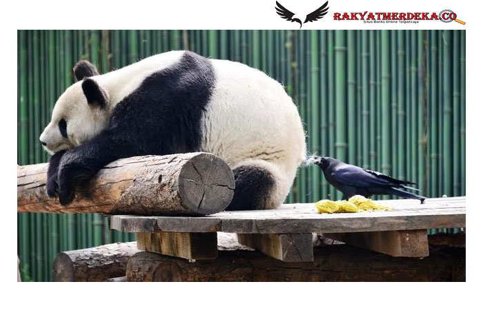 Alasan Ada Panda China di Banyak Kebun Binatang Dunia