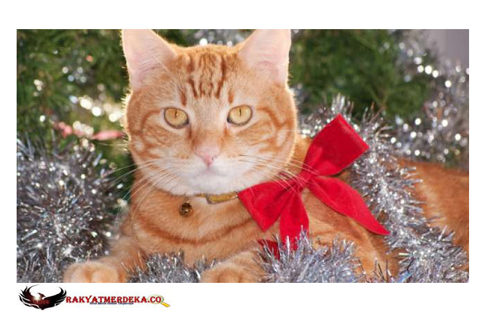 15 Warga Terinfeksi Covid-19 karena Rayakan Pesta Ulang Tahun Kucing