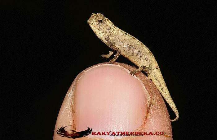 Bunglon dari Madagaskar Ini Merupakan Reptil Terkecil di Bumi