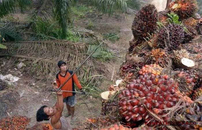 Rakyat Swiss Izinkan Kelapa Sawit Indonesia Boleh Masuk