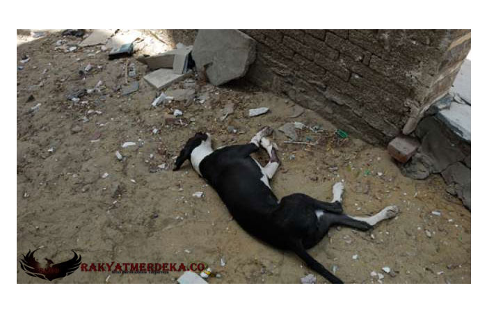 Kebun Binatang Bikin Gagal Fokus, Tempatkan Anjing di Kandang Serigala