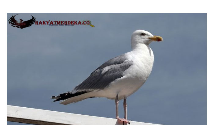 Coba Tangkap Burung Camar Hampir Mencuri Keripiknya, Ternyata Hewan Langka